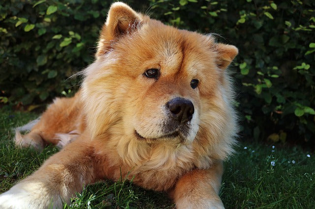 Chow Chow laying in the grass.