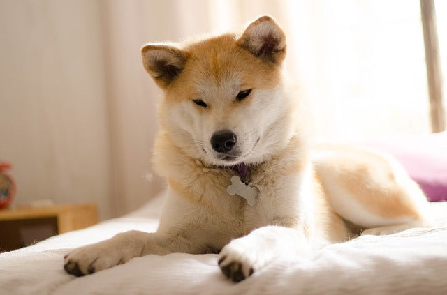Akita laying on a bed