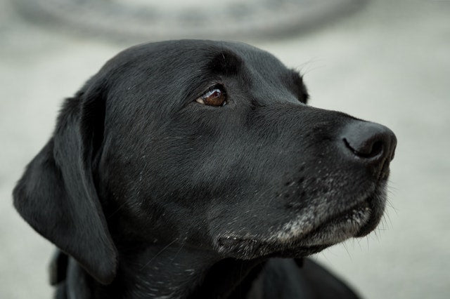 Labrador noir avec fourrure blanche autour de sa bouche