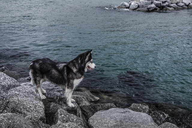 Siberian Husky standing on rocks beside the ocean