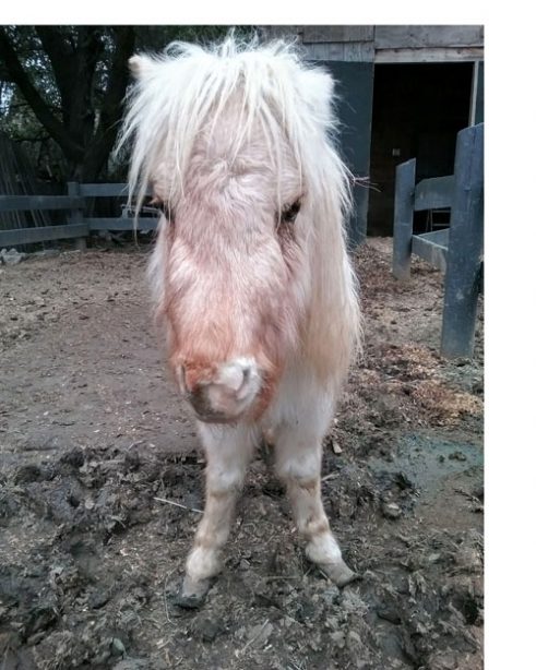 A miniature horse rescued by Angels for Minis