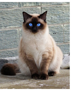 Siamese Cats: Things To Know Before Getting one - Cuddle Clones