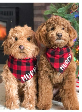 Chien portant un foulard à carreaux de buffle brodé du nom de Murphy debout à côté de son image de Cuddle Clones.