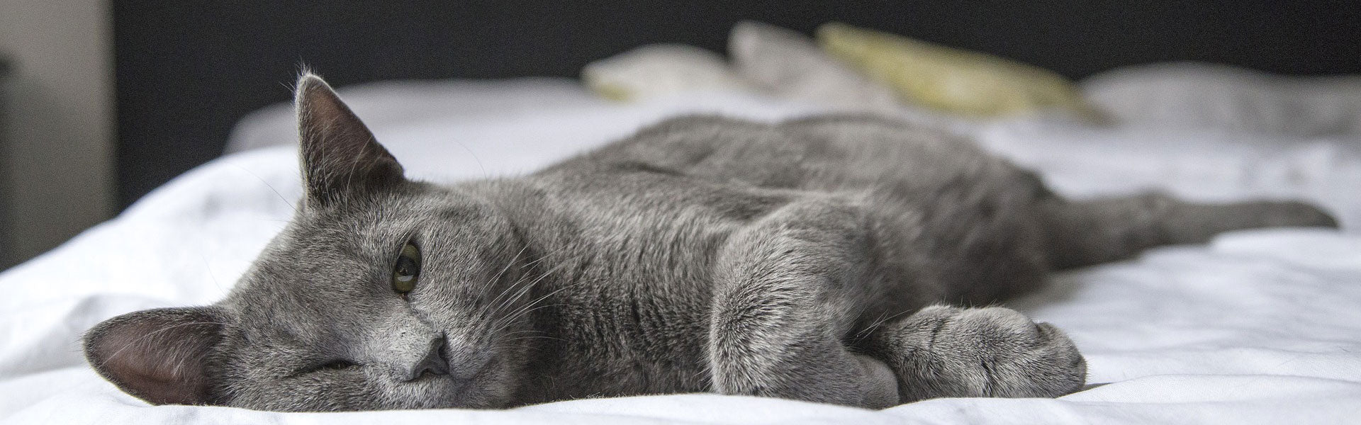 Un chat gris endormi allongé sur un lit.