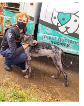 Employé masqué de la Maui Humane Society tenant un chien de sauvetage.