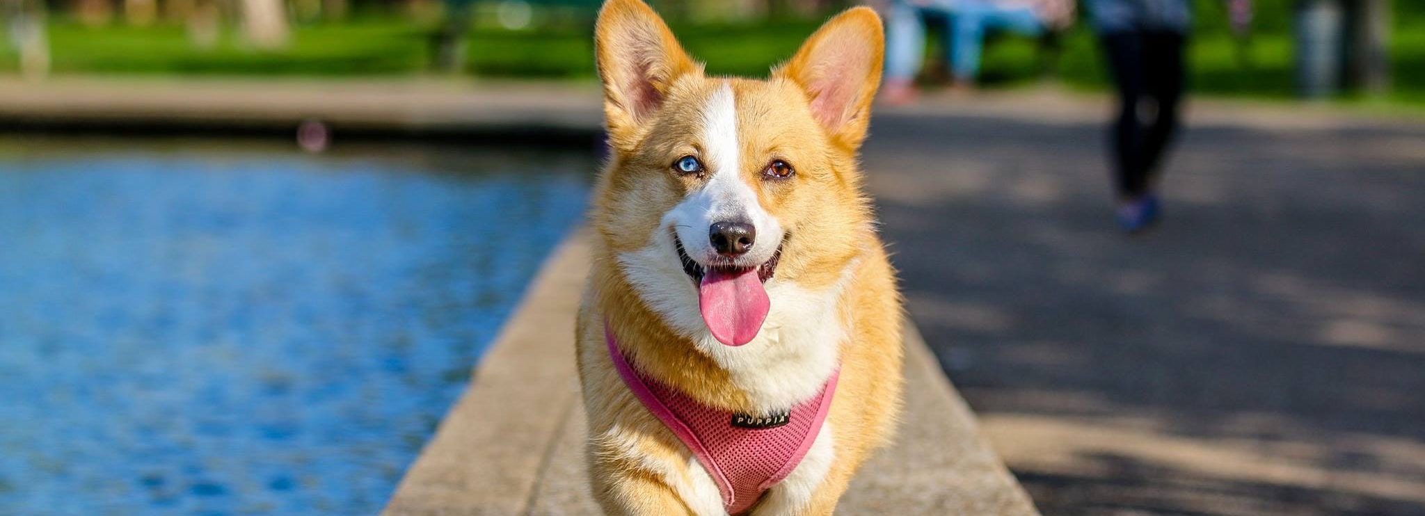 Corgi dans un harnais rose haletant et marchant dans le parc.