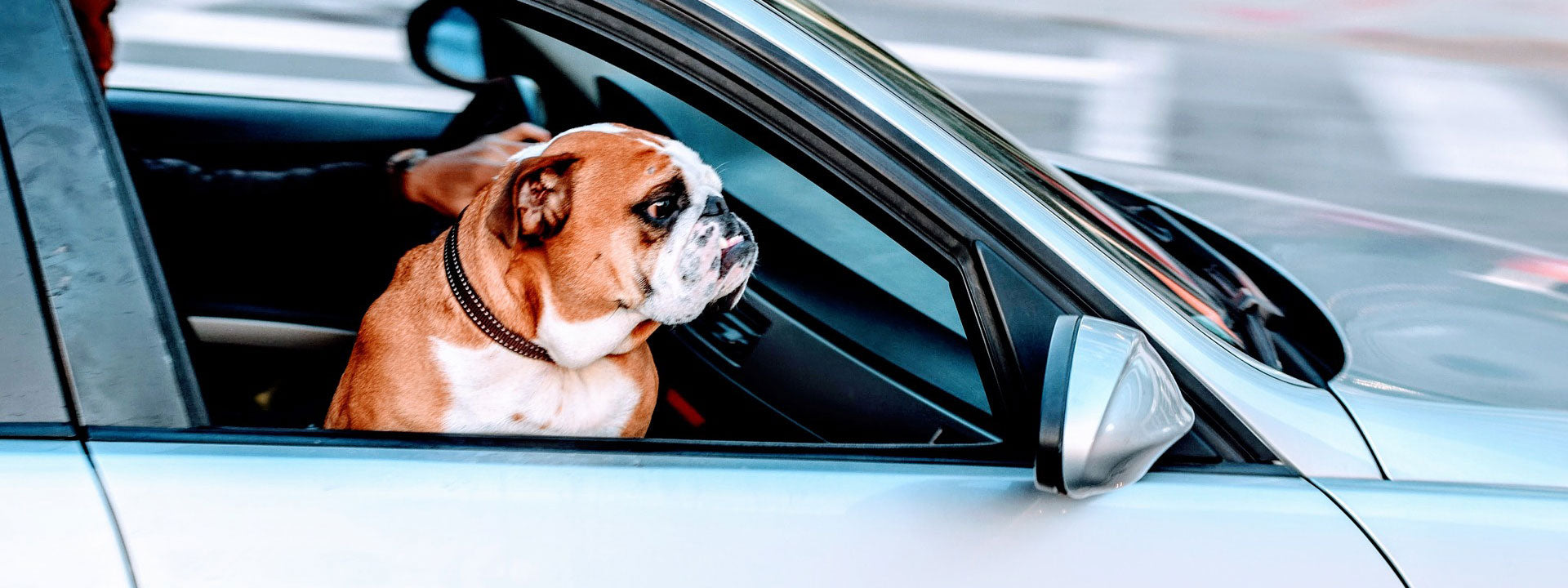 Bouledogue à cheval sur le siège avant d'un siège avec la fenêtre baissée.