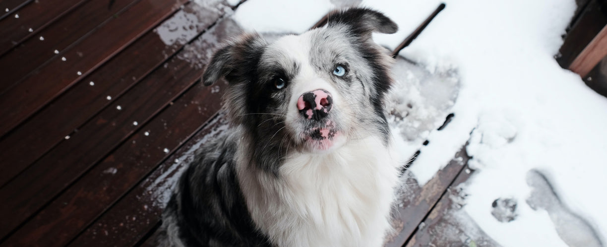 Chien gris et blanc aux yeux bleus debout dans la neige.