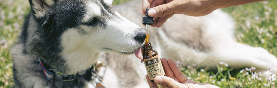 Husky léchant une bouteille d'huile de CBD.