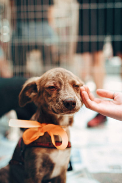 Caresser à la main un chien de refuge portant un arc orange.