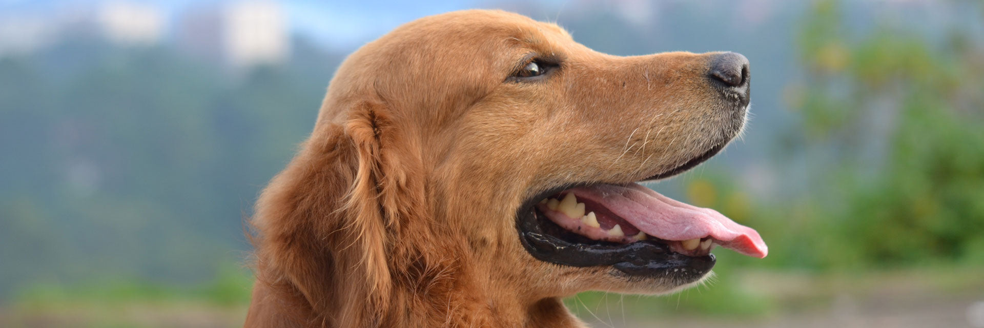 Close-up smiling Golden retriver.