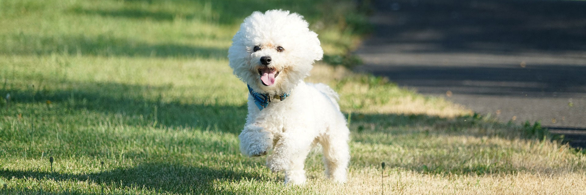 Bichon Frise in a bowtie running through a field.