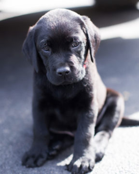 A sitting black labrador puppy.