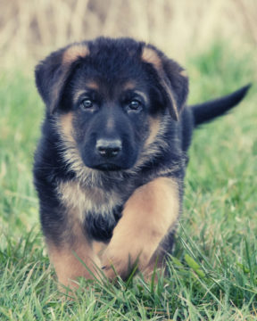 German shepherd puppy running through a field.