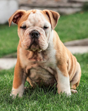 An English Bulldog puppy sitting in the grass.