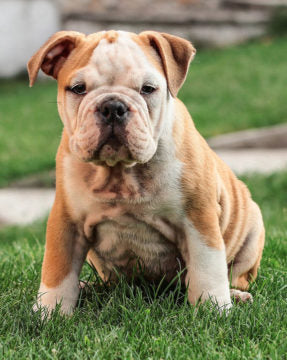 Un chiot bouledogue anglais assis dans l'herbe.