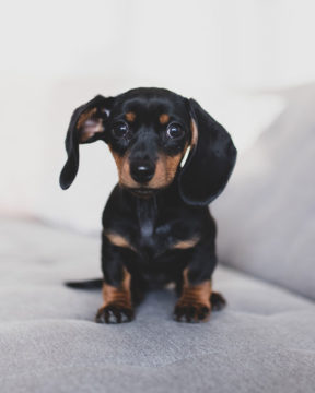 Un petit chiot Daschund noir.