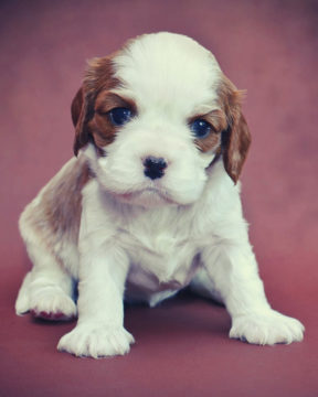 A Cavalier King Charles Spaniel puppy against a red background.