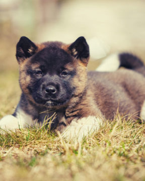 Akita puppy laying down in the grass.
