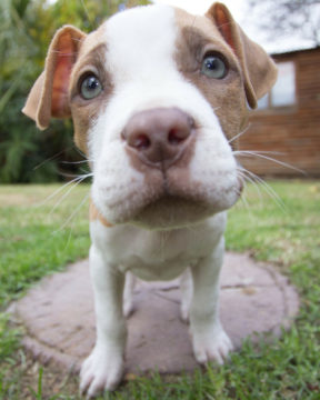 Gros plan sur le visage d'un chiot Pitbull Terrier