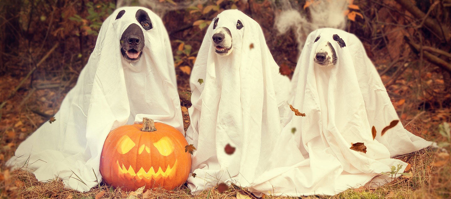 Three dogs in a ghost costumes posing with a jack-o-lantern.