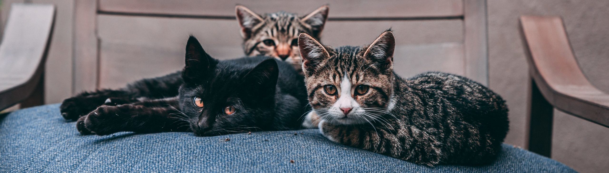 Three cats cuddling together on a chair with a blue pad.