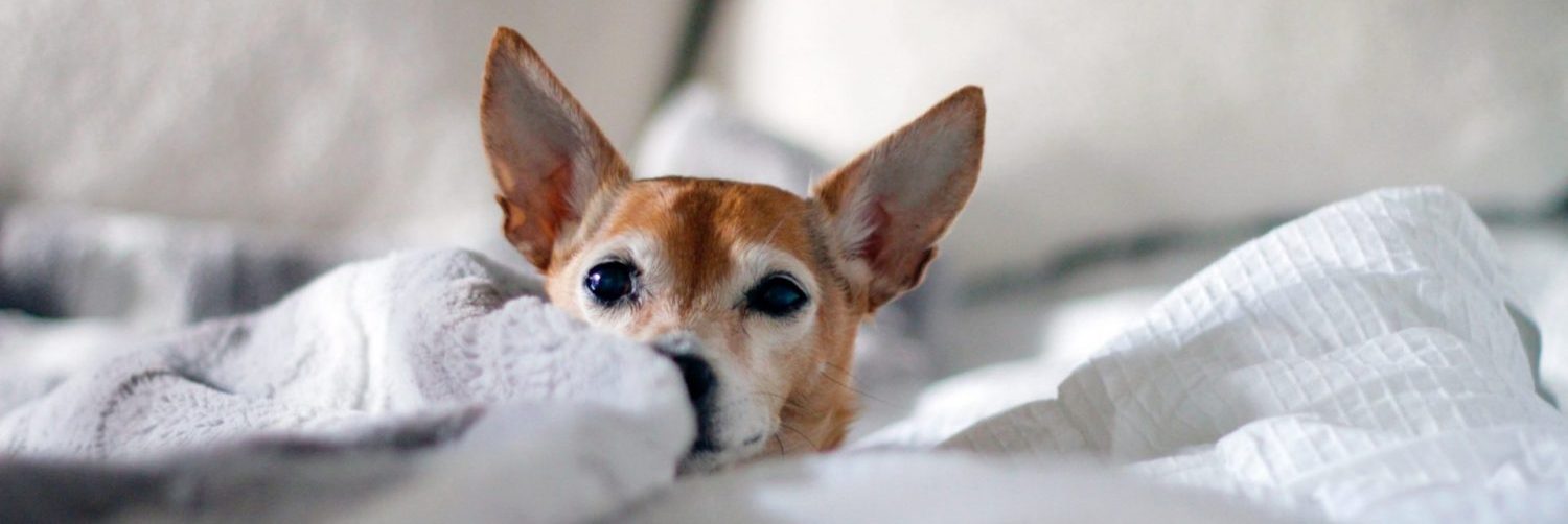 Chihuahua cuddling in a blanket on a bed.