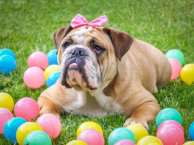 Easter bulldog