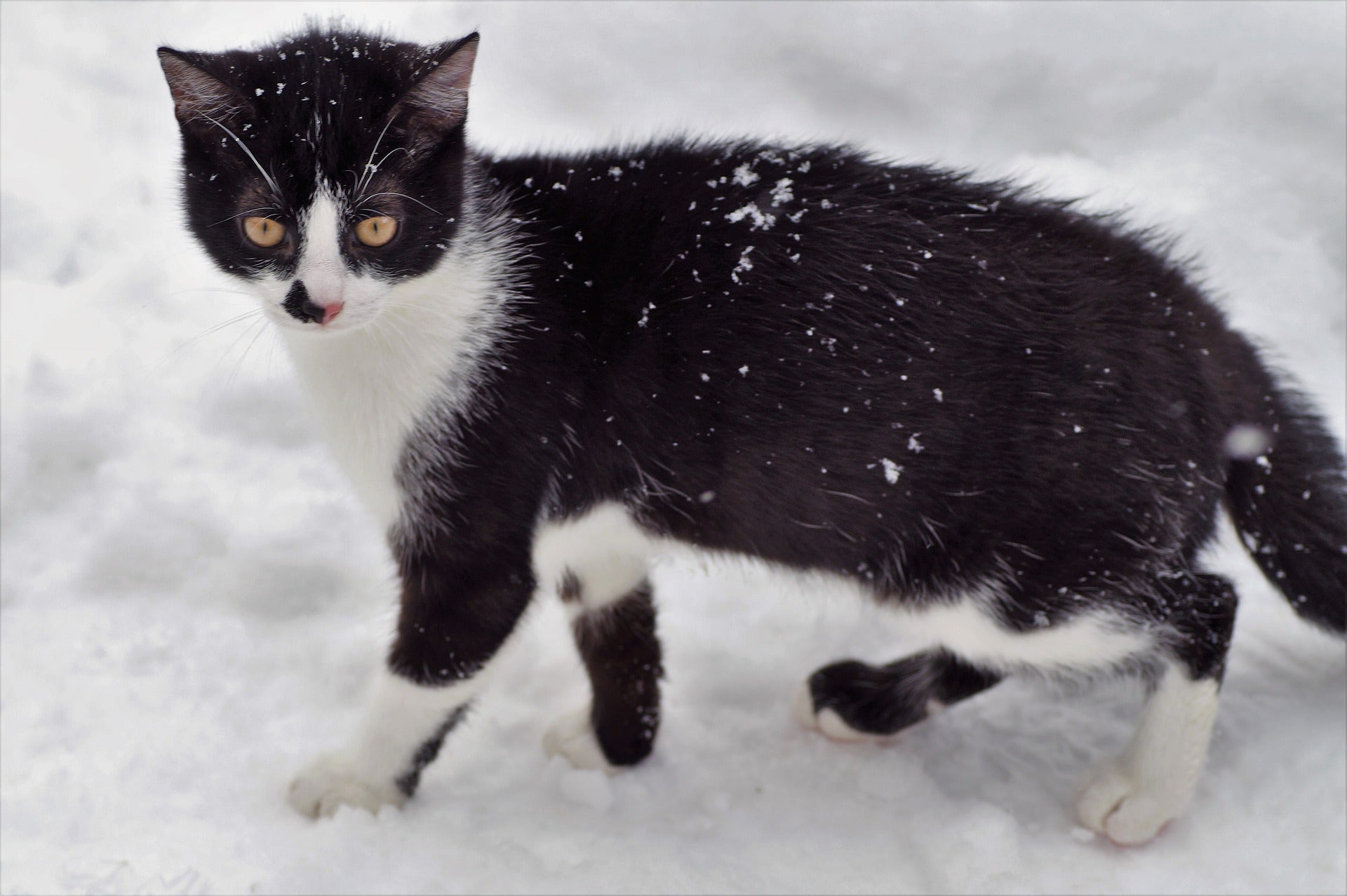 Chaton marchant dans la neige