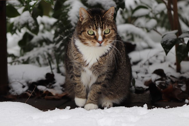 Tabby cat standing beneath bush in the snow