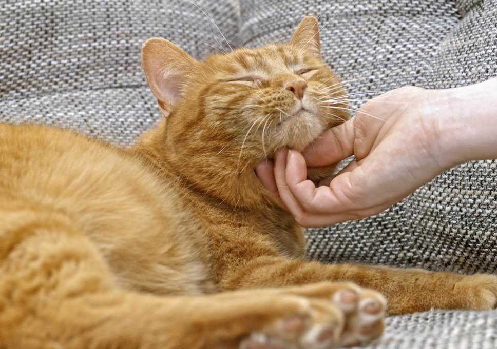 Orange cat getting scratched under the chin