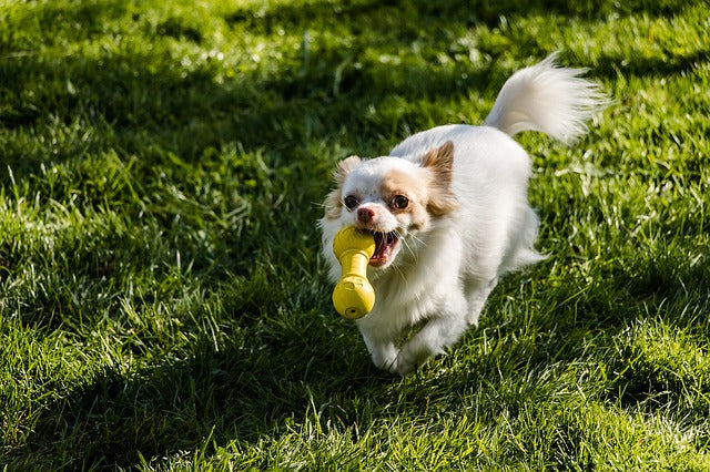 Chihuahua playing fetch