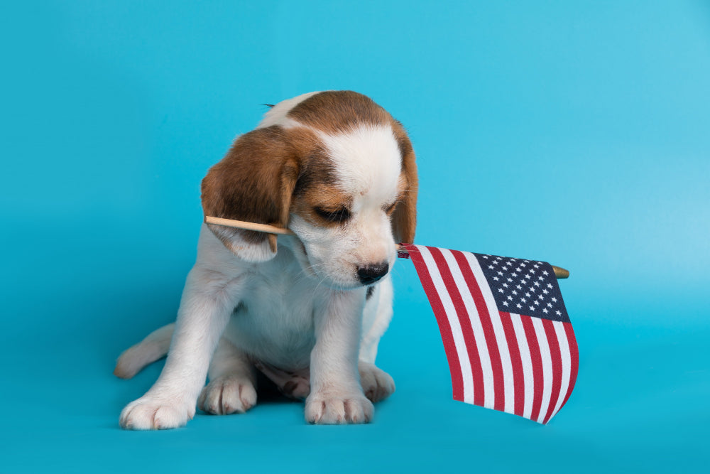 Beagle puppy with a small American flag in its mouth.