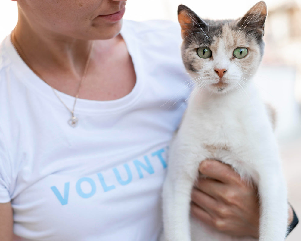 Bright eyed cat being held by an animal shelter volunteer.