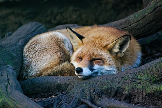 Fox curled up and sleeping