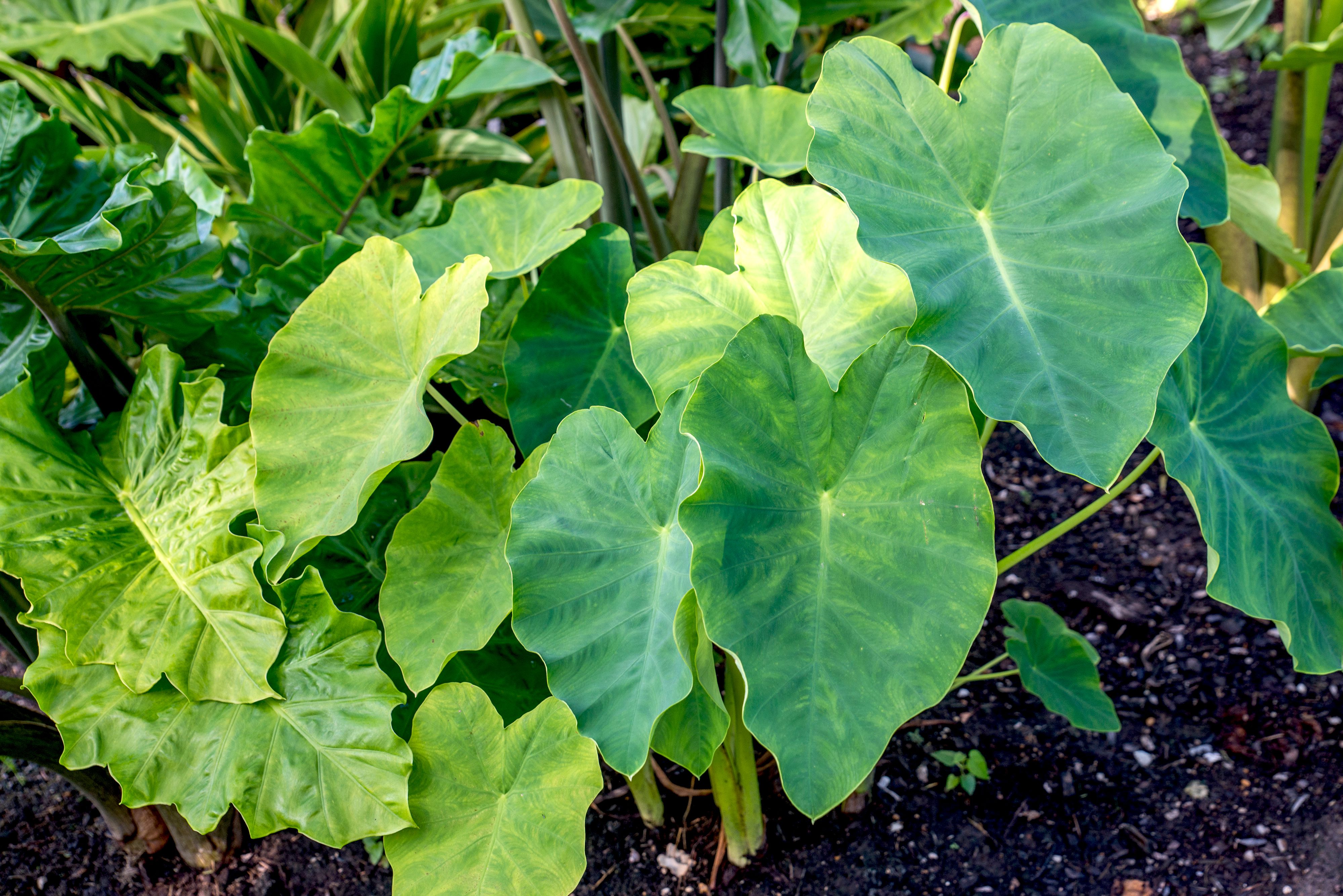 plante d'oreille d'éléphant