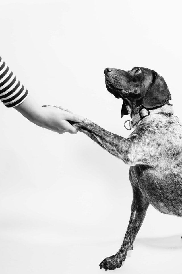 Photo en noir et blanc d'un chien se faisant couper les cheveux