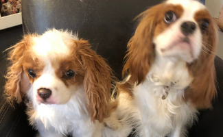 Georgie the Cavalier King Charles Spaniel and his Cuddle Clone