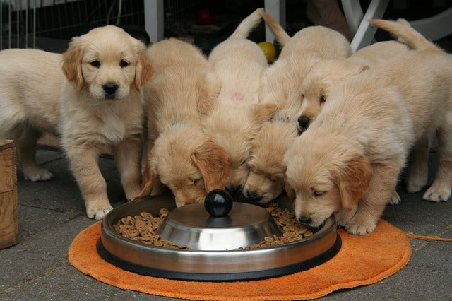 Golden retriver puppies eating kibble