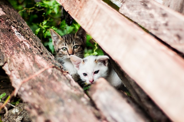 Two feral kittens in hiding