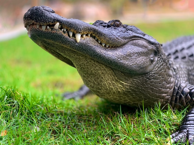 Crocodile assis dans l'herbe
