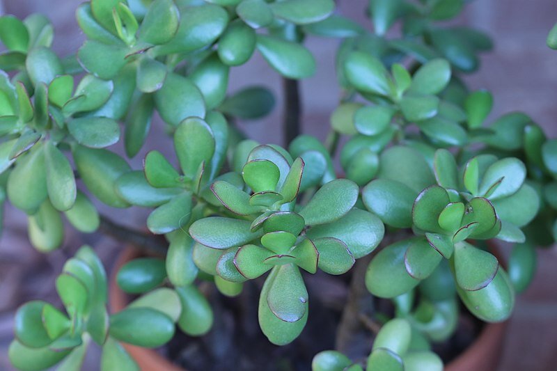 Jade plant