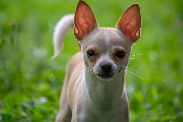 Chihuahua debout dans l'herbe