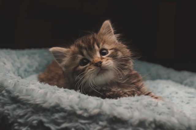 Small kitten in a cat bed