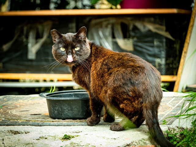 Chat errant mangeant dans un bol