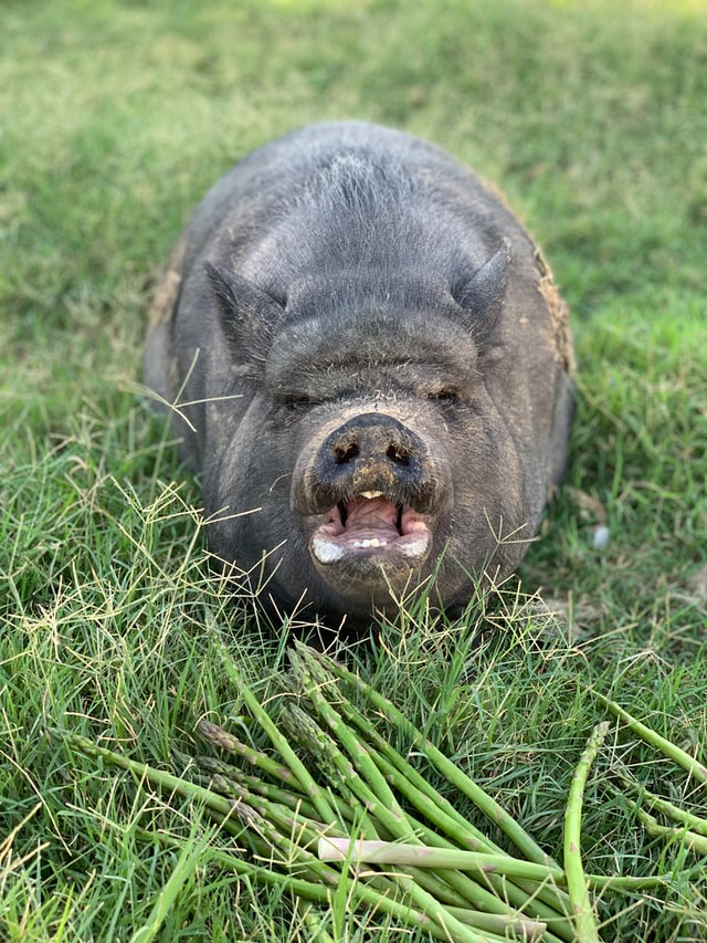 Cochon debout dans l'herbe