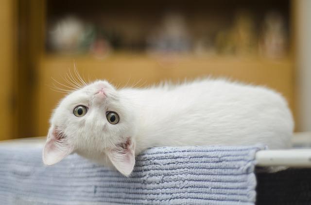 White kitten laying on back