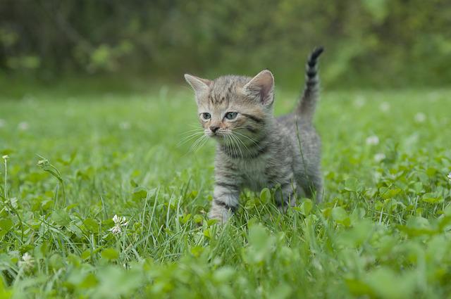 Kitten running in the grass