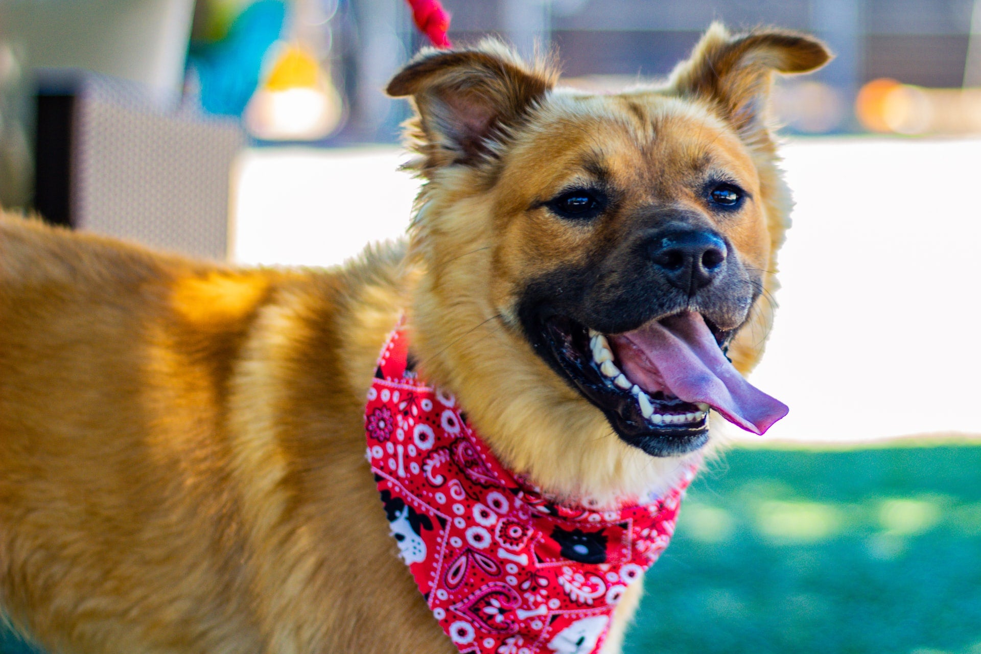 Panting dog wearing a red bandana