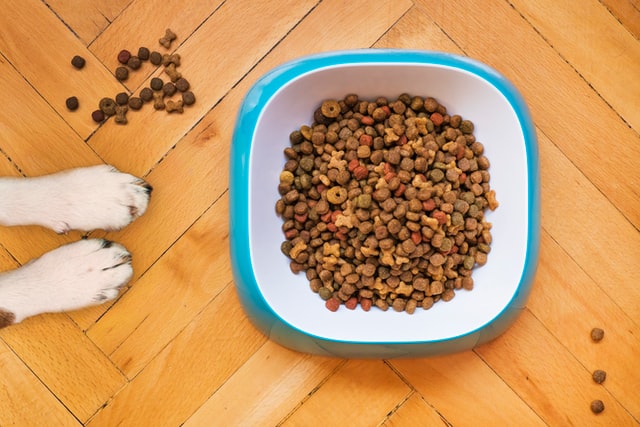 Pattes de chien à côté d'un bol plein de nourriture pour chien